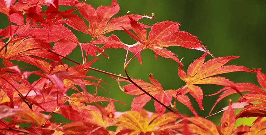 Japanese Maple, Maple, Leaves, Leaf, foliage leaf, autumn, autumn mood HD wallpaper