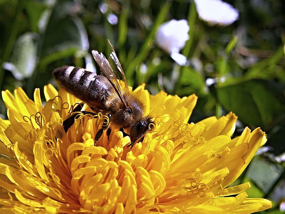 white and black honeybee on yellow petal flower, dandelion HD wallpaper