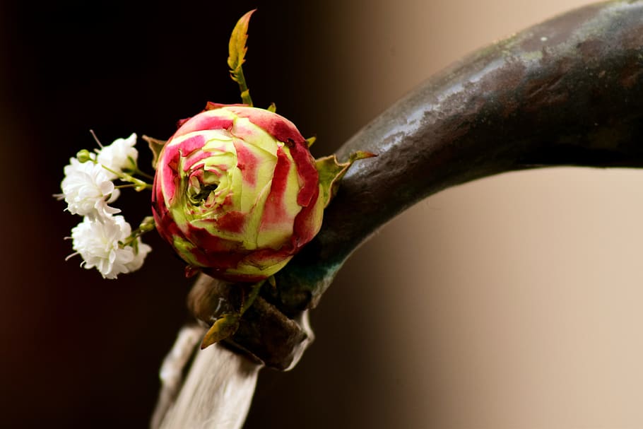 flower, rose, blossom, bloom, close, water, faucet, romantic