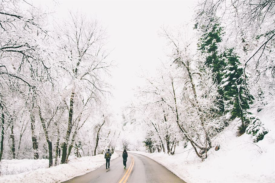 people, walking, road, winter, snow, cold, frozen, zing, trees HD wallpaper