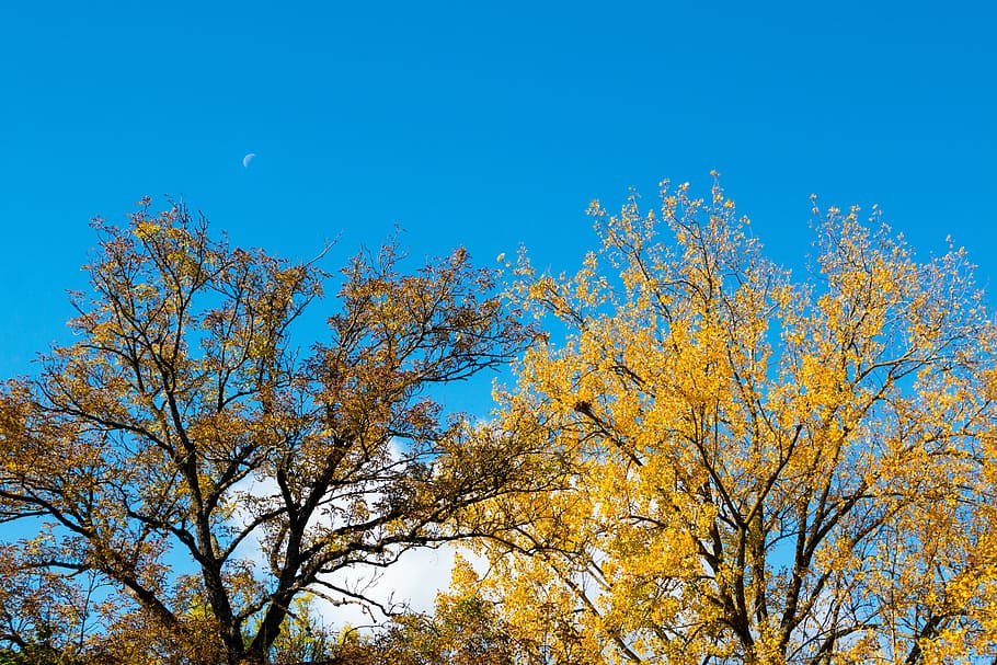 autumn, trees, blue sky, moon, sickle, day, colorful, leaves HD wallpaper