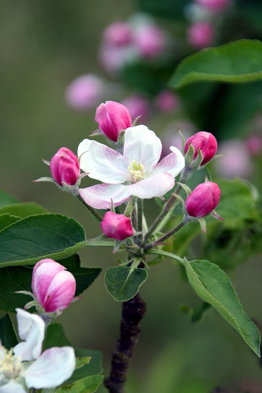 pink and purple flowers in macro shot photography, tree, apple HD wallpaper