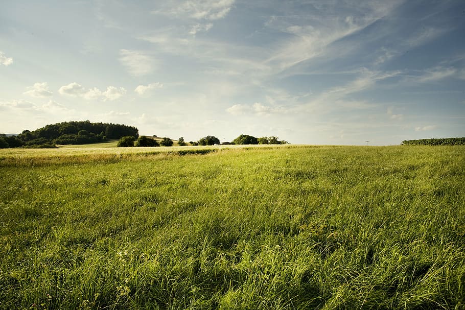 green grass field, landscape, summer, nature, fields, germany HD wallpaper