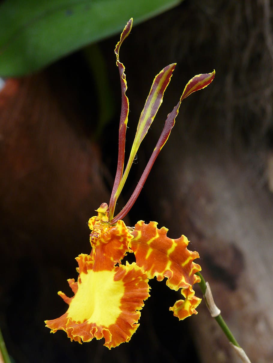 HD wallpaper: butterfly orchid, psychopsis mariposa, psychopsis kalihi,  yellow | Wallpaper Flare