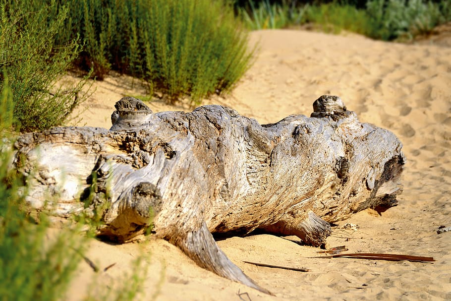 sand, sun, beach, tree, animals in the wild, animal wildlife HD wallpaper