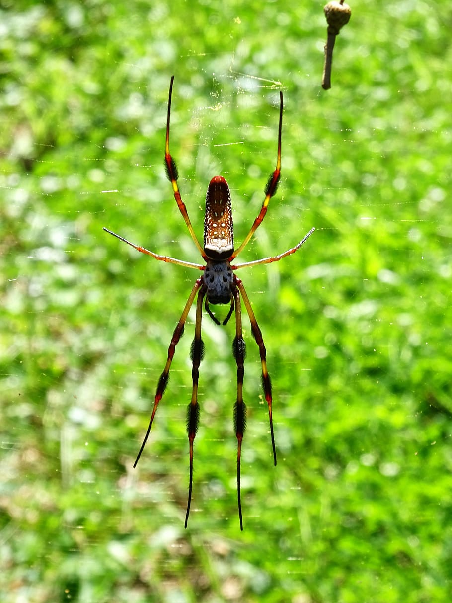 Silk Spider, Spider, Silk, Silk, Spider, Bugs, Insects, arachnids HD wallpaper