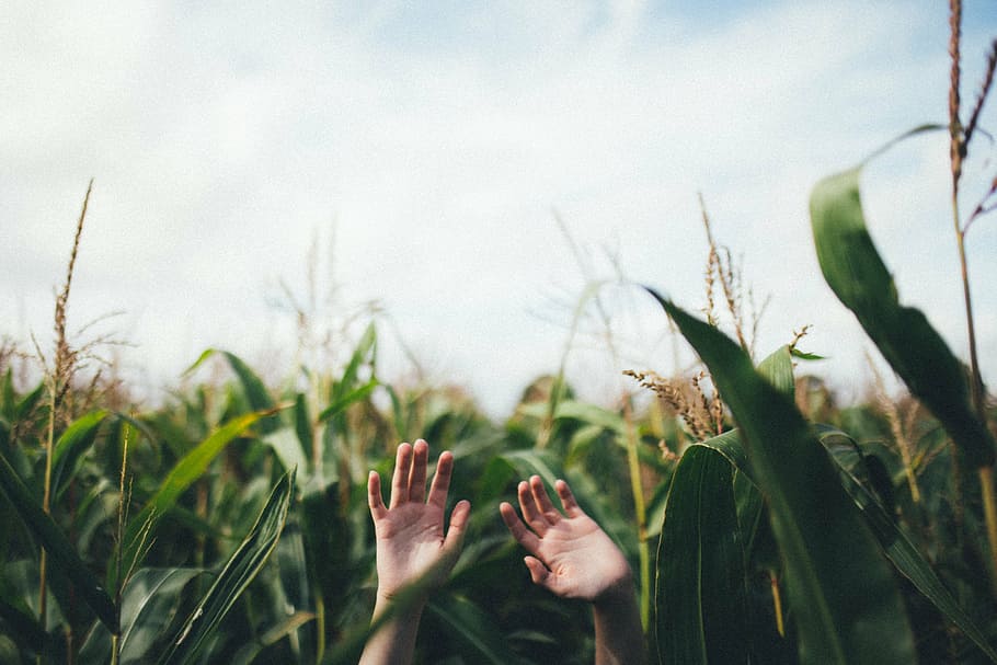 human hand between green corn plants at daytime, person, raise
