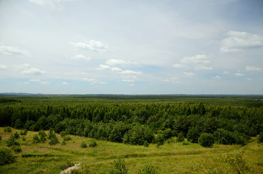 forest, landscape, view, summer, the background, poland, panorama HD wallpaper