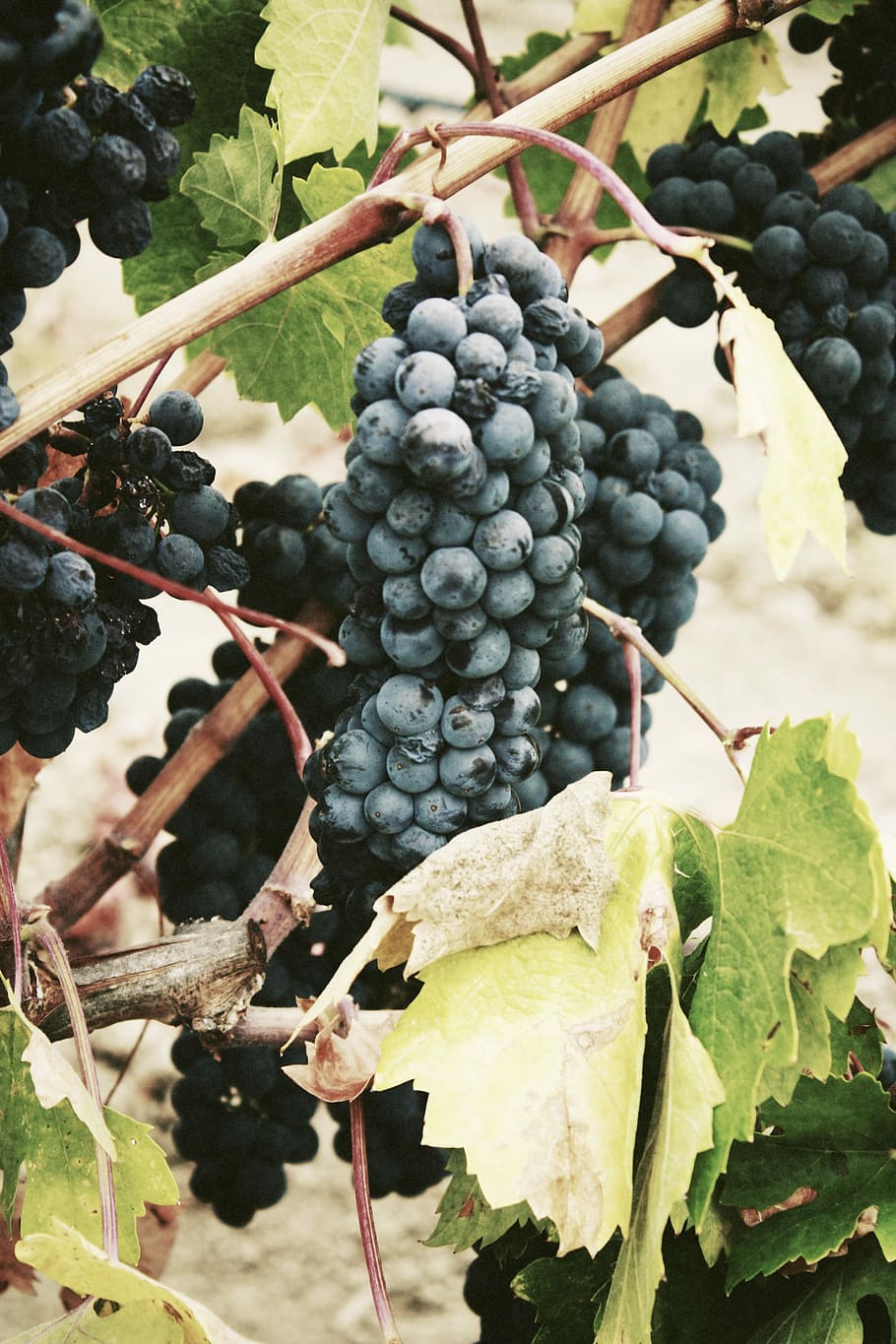 ripe grape, selective focus photograph of blueberry, vine, vineyard HD wallpaper
