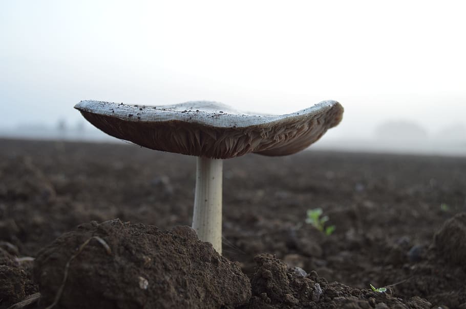 mushroom, soil, nature, fungus, vegetable, land, food, no people HD wallpaper