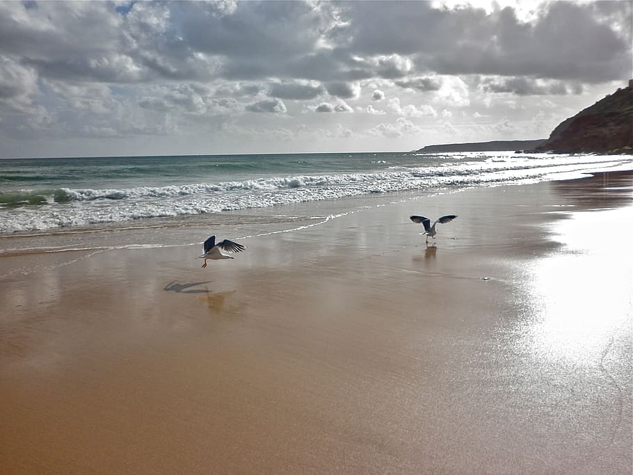 sea, beach, sand, water, land, sky, beauty in nature, horizon over water HD wallpaper