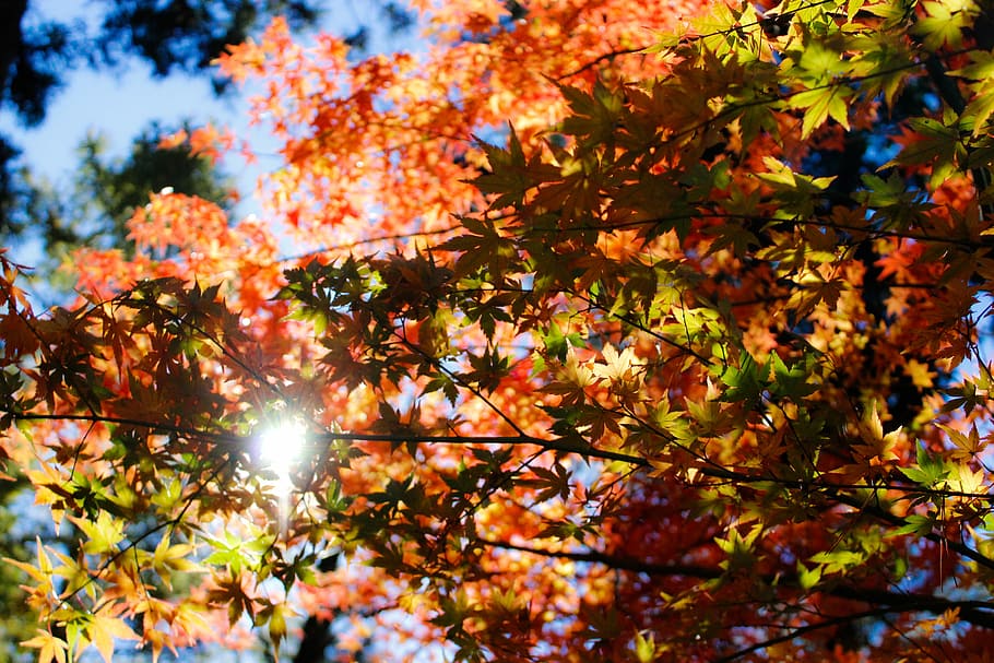 maple tree under clear skies at daytime, sun striking through maple tree HD wallpaper