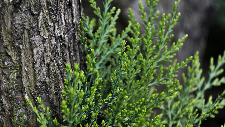 Bush, Coniferous, Pine, Closeup, iglak, tree, sprig, nature HD wallpaper