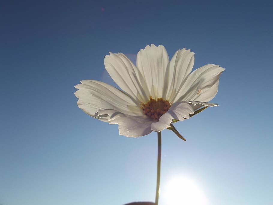flower, doga, spring, light, white, flowering plant, freshness HD wallpaper
