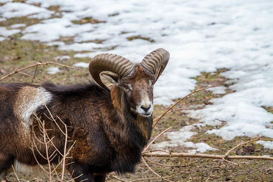 brown ram during winter, aries, animal, male sheep, mouflon, nature, HD wallpaper
