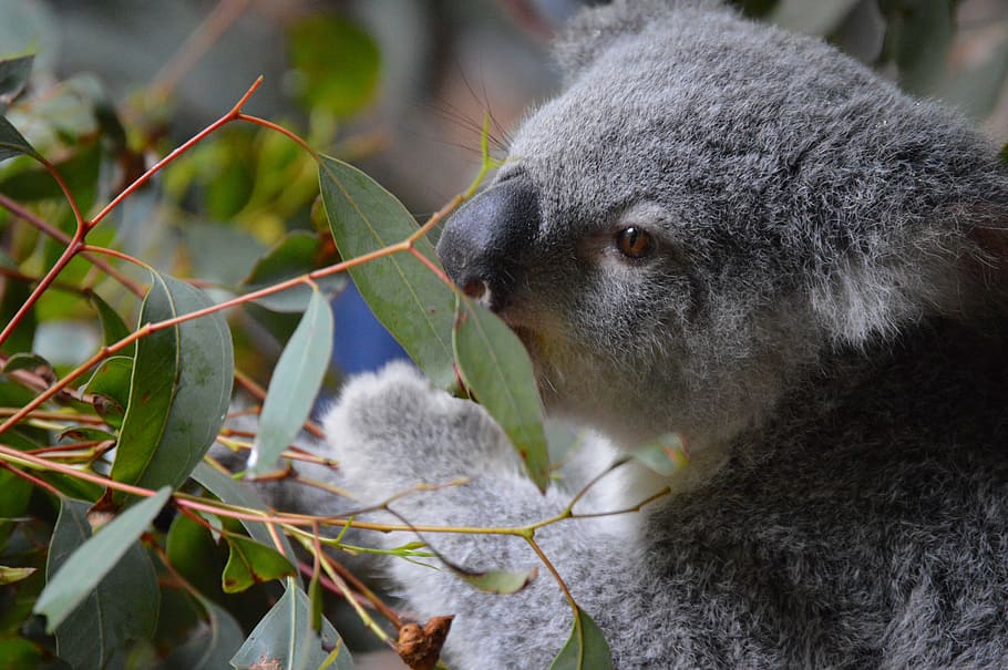 gray and white Koala beside plant, Australia Zoo, Cute, Wildlife, HD wallpaper