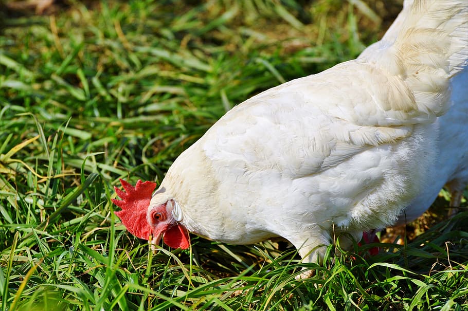chicken, hen, poultry, range, livestock, farm, bird, chickens HD wallpaper