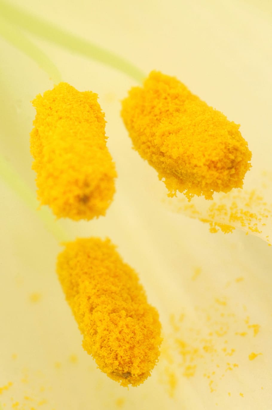 Lily, Macro, Flora, Flower, Stamen, yellow, pollen, nature HD wallpaper
