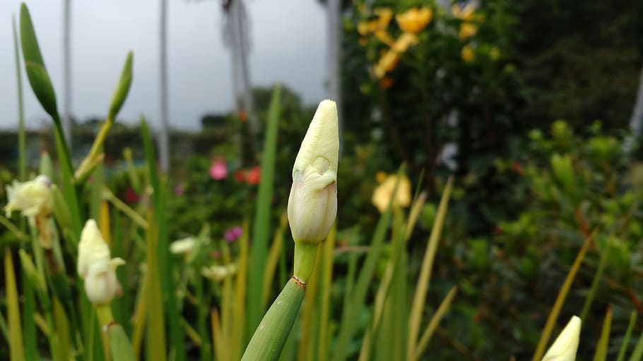garden, botanical, plant, growth, beauty in nature, flower HD wallpaper