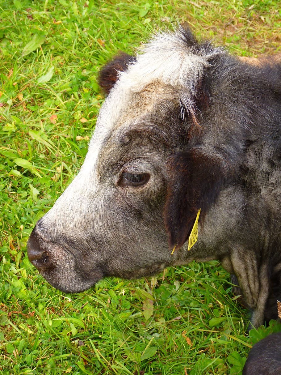 cow, head, fur, fluffy, animal, animal themes, mammal, domestic HD wallpaper
