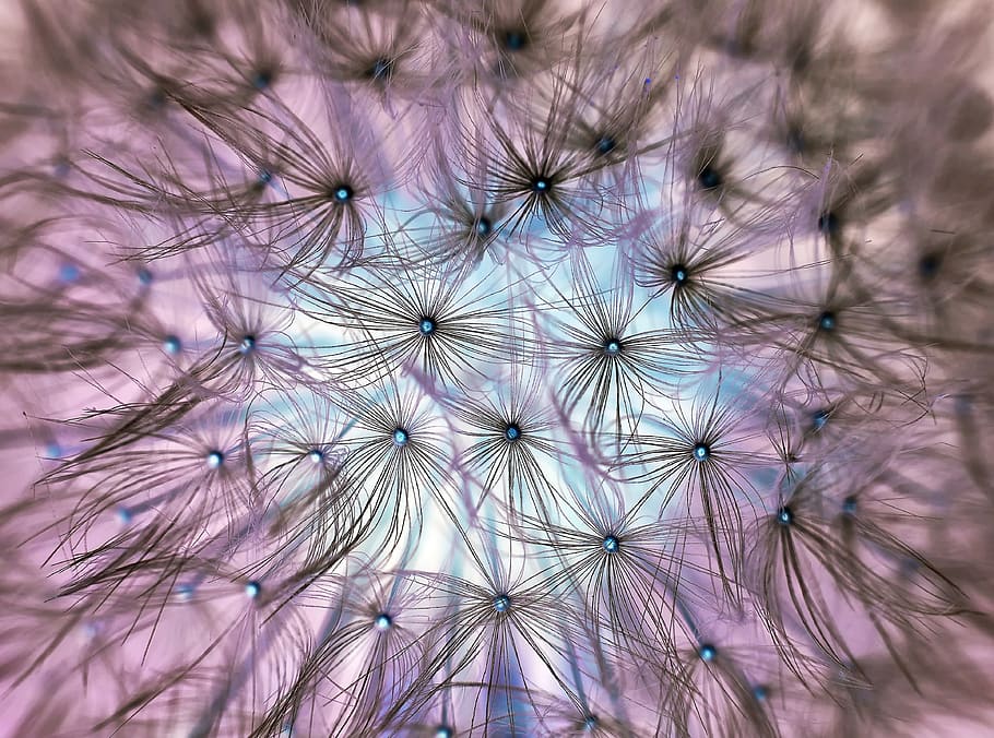 macro photography of black pollen, plant, nature, live, flower HD wallpaper