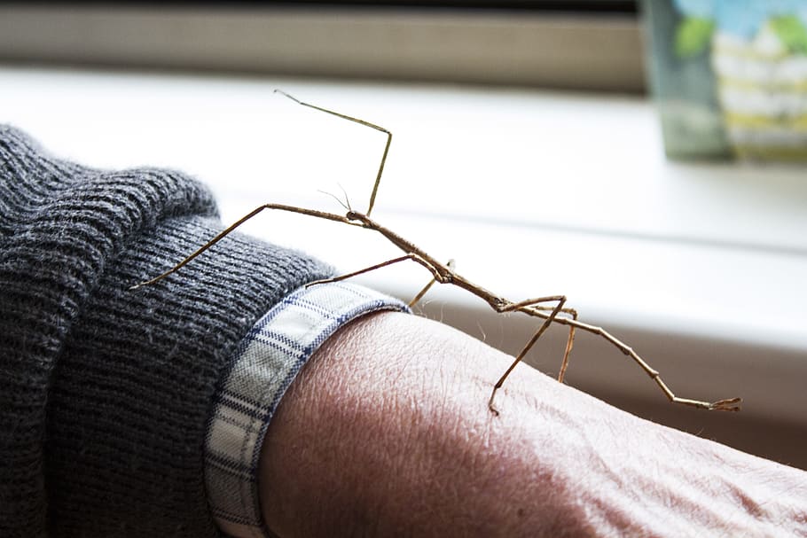 insect, stick insect, bug, human body part, invertebrate, close-up HD wallpaper