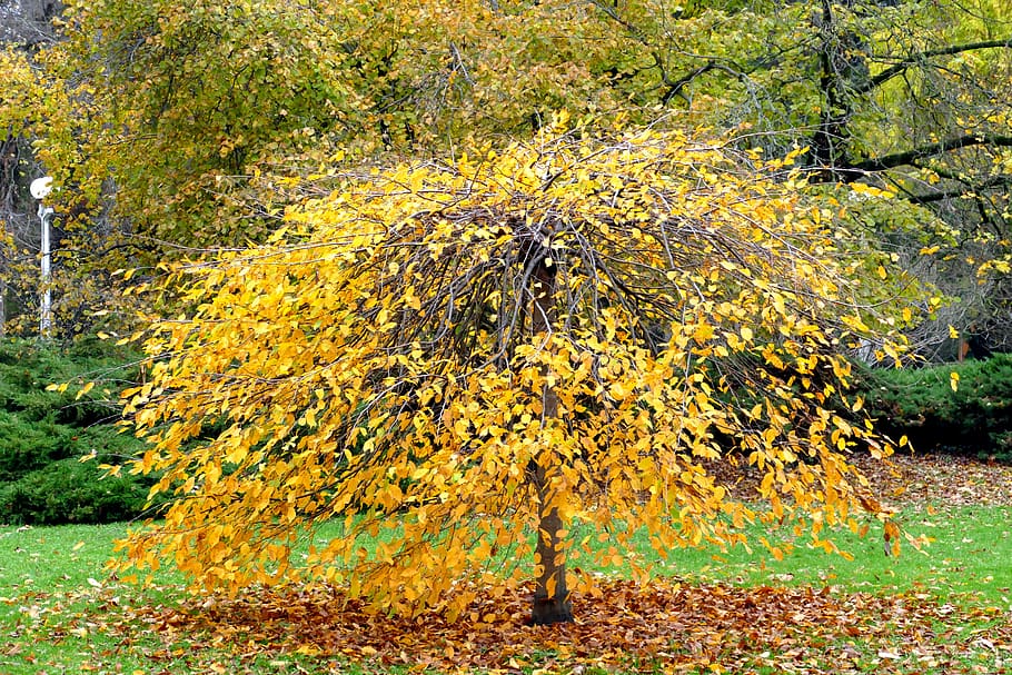 leaf, tree, fall, season, nature, plant, yellow, beauty in nature HD wallpaper