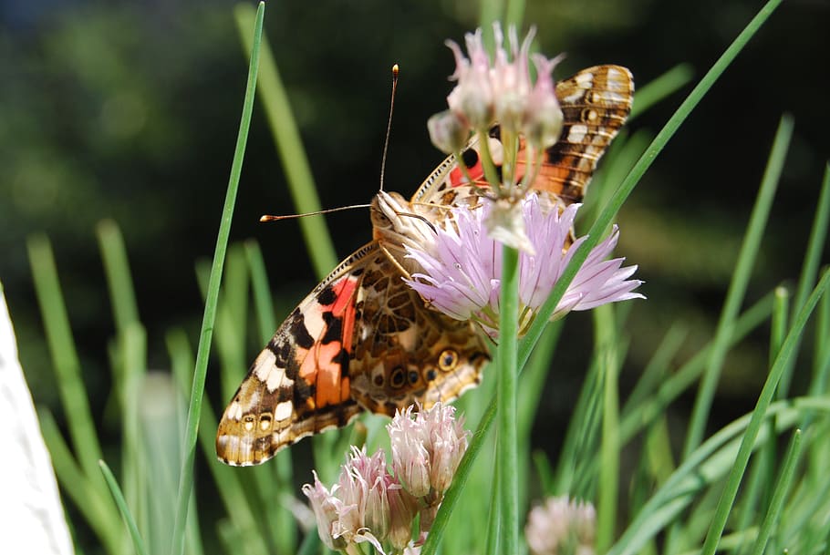 butterfly, proboscis, suck, insect, animal, flower, flowering plant HD wallpaper