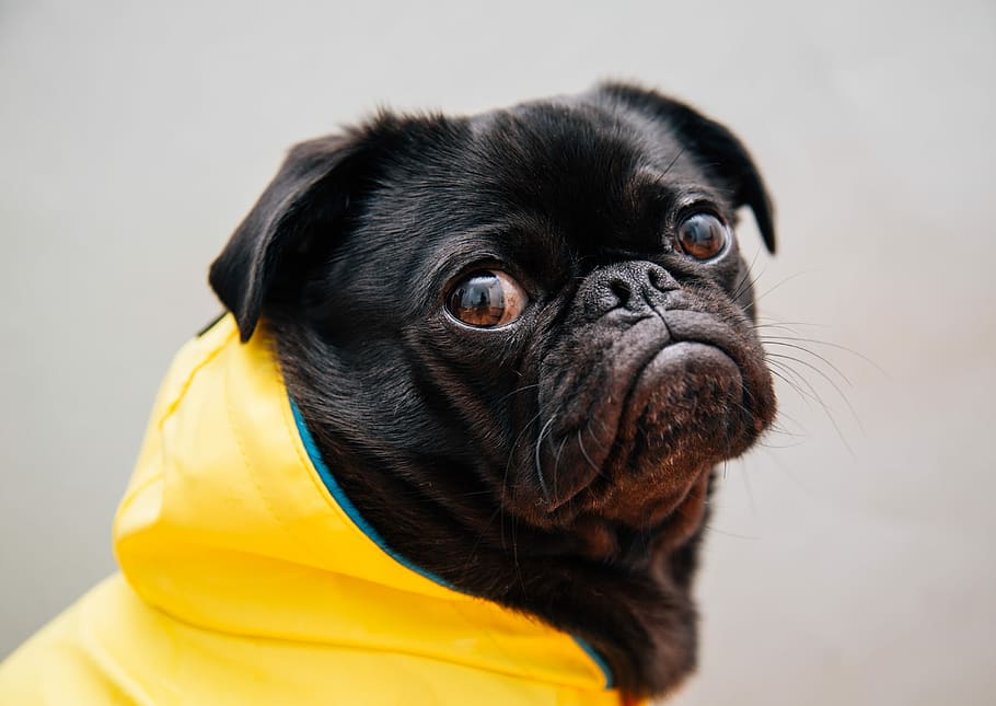 HD wallpaper: selective focus photo of black pug, shallow focus ...