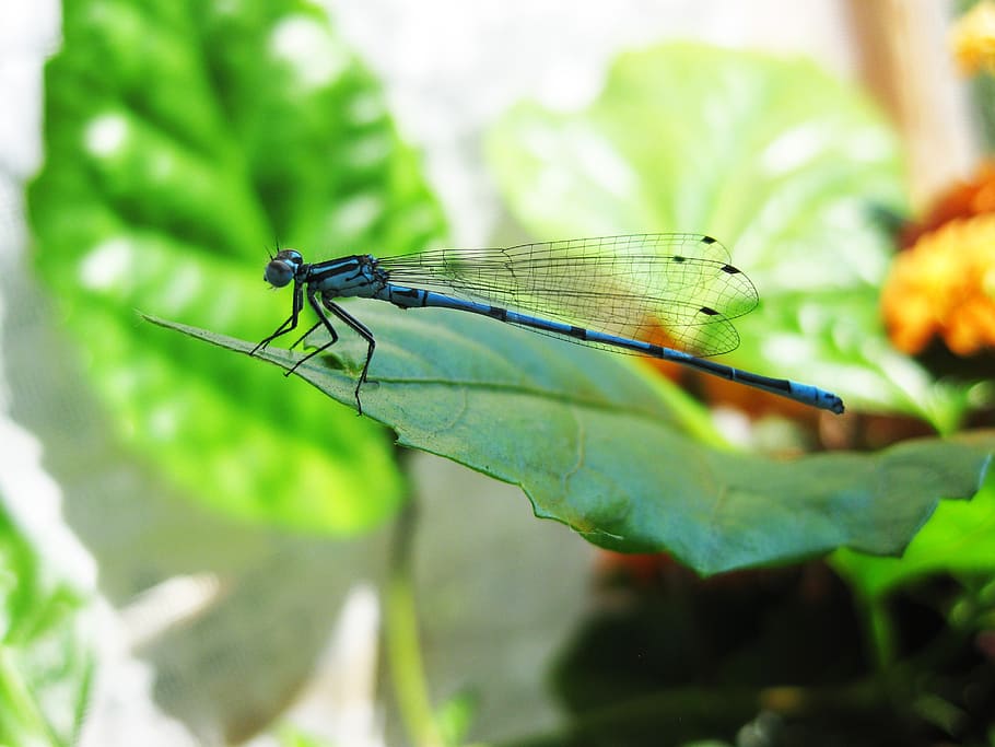 dragonfly, blue, sheet, insect, invertebrate, animal wildlife HD wallpaper