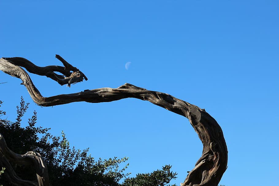 moon, tree, sky, blue, bird, nature, animal, wildlife, plant HD wallpaper