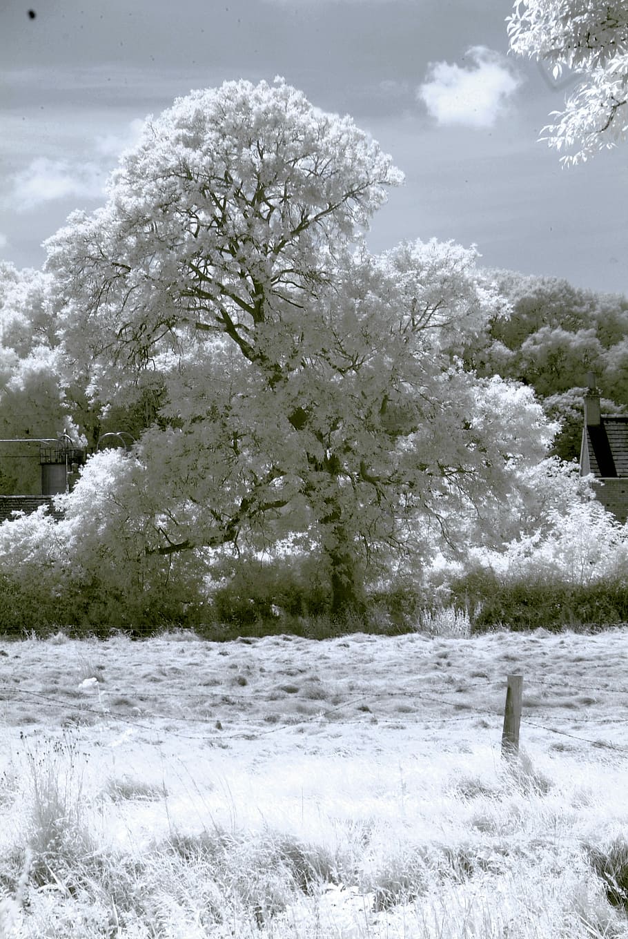 Infrared, Tree, Landscape, Surreal, sky, white, nature, leaves HD wallpaper