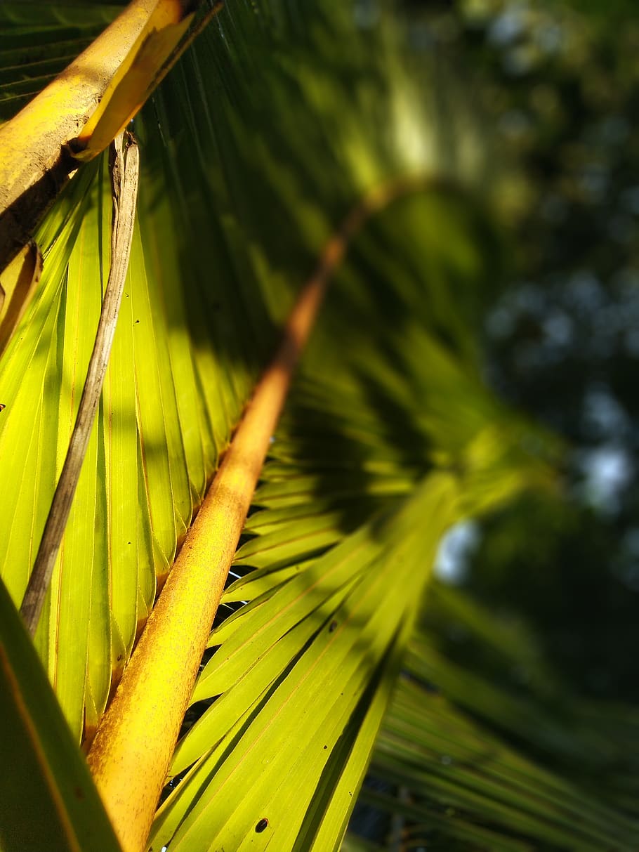 leaf, green, nature, plant, growth, green color, plant part HD wallpaper