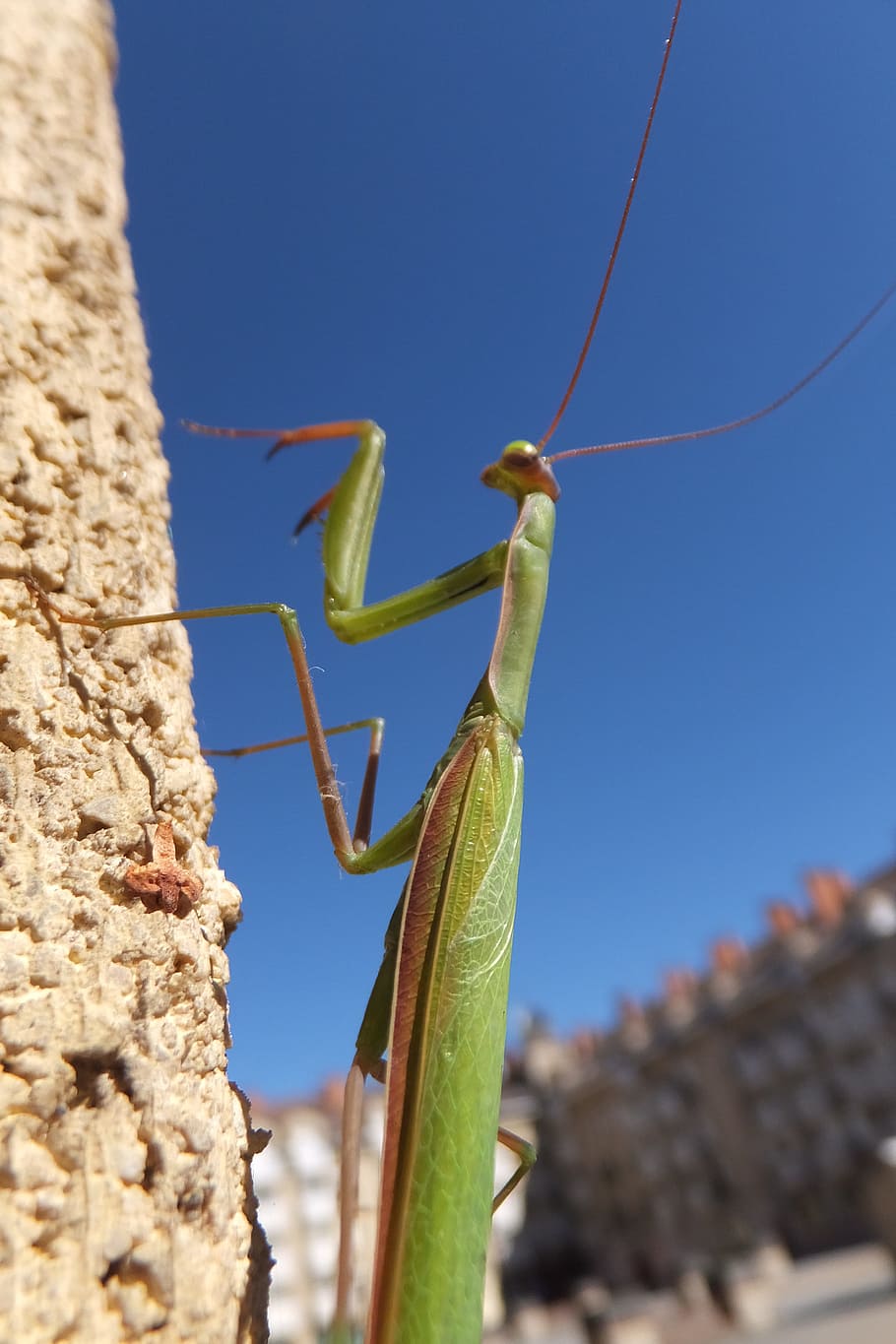 Praying Mantis, Insect, Wing, wildlife, bug, small, antennae HD wallpaper
