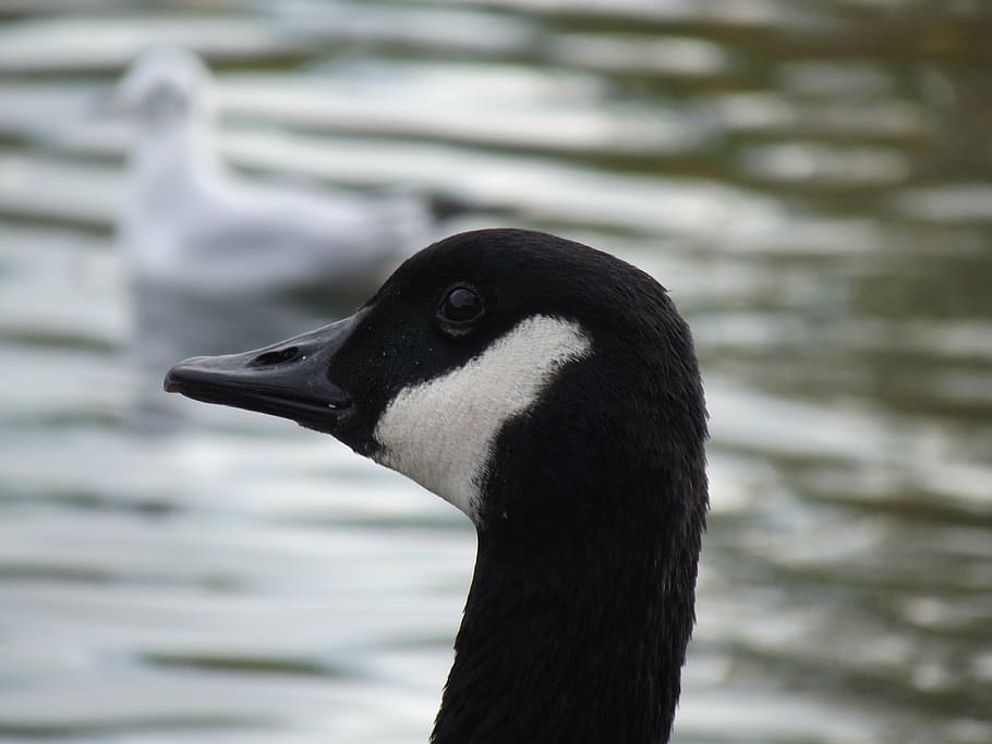 goose, head, beak, feathers, water, wildlife, waterfowl, neck HD wallpaper