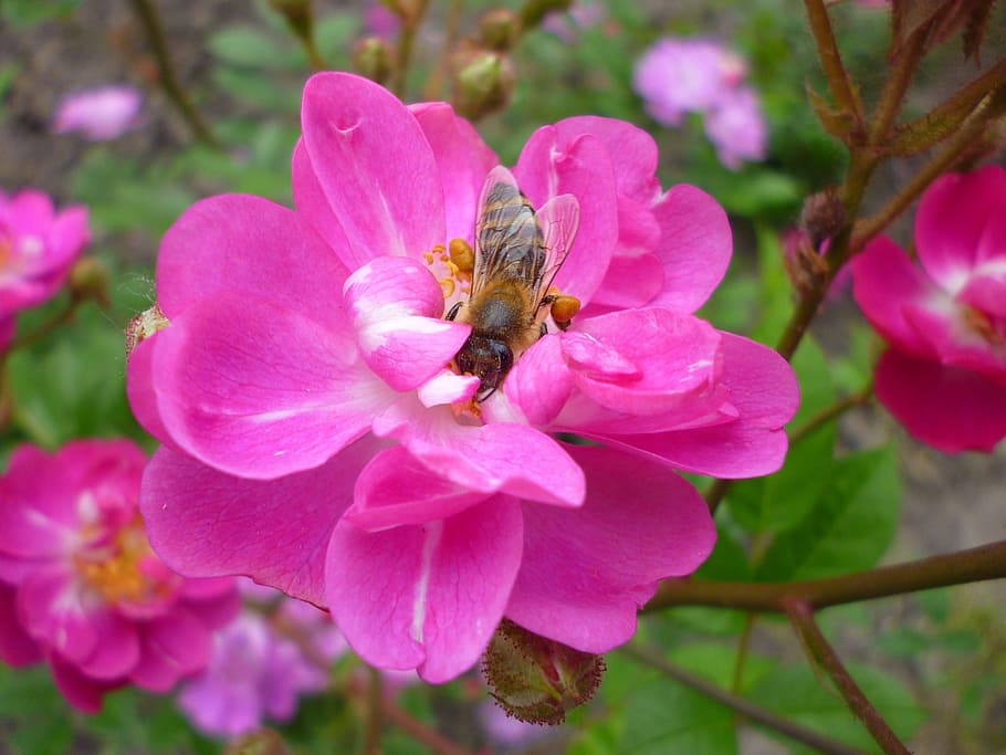 rose, flower, bee, pink, summer flower, nature, flower buds HD wallpaper