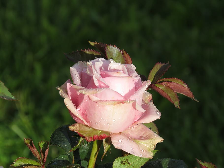 rose, flower, blossom, bloom, nature, romantic, plant, love HD wallpaper
