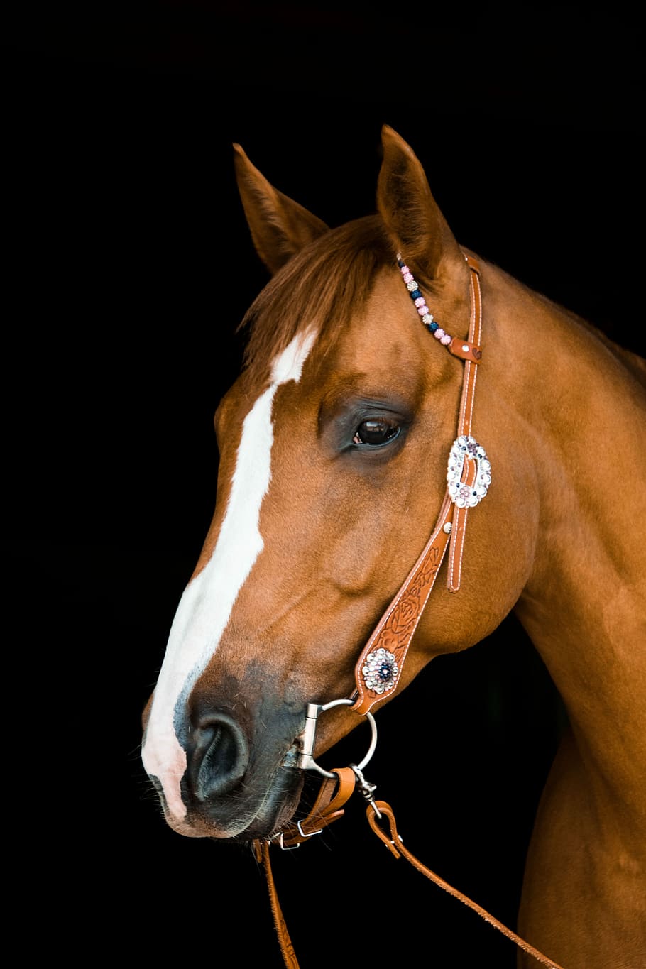 brown horse in a dark area, quarter horse, western, bridle, cowgirl
