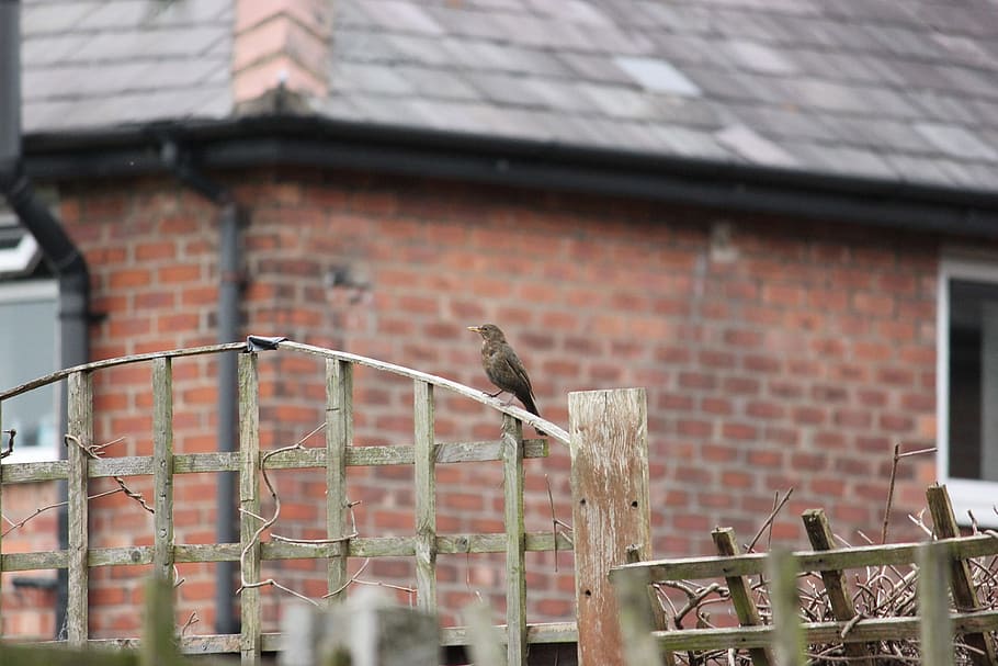 Online crop | HD wallpaper: Bird, Fence, Outdoor, Wildlife, Beak