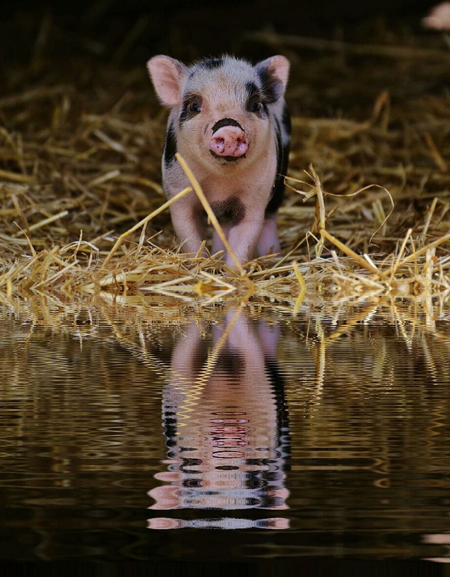pink and black piglet on grass near water, mirroring, bank, wildpark poing
