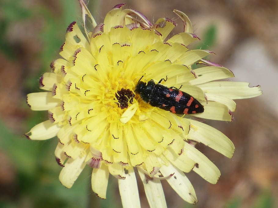 insect, flower, wild flower, libar, bug, beetle black and orange HD wallpaper