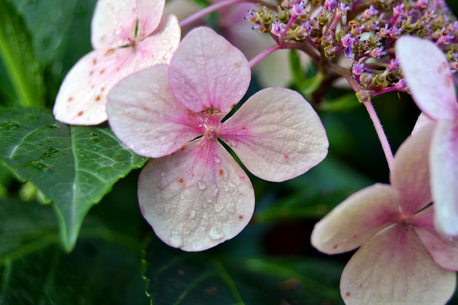 flower, dew, pink, garden, petals, the nature of the, plant HD wallpaper