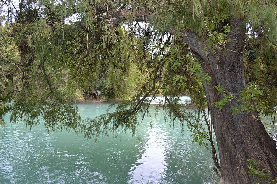 River, Tree, Water, Nature, Mexico, reflection, tranquil scene HD wallpaper