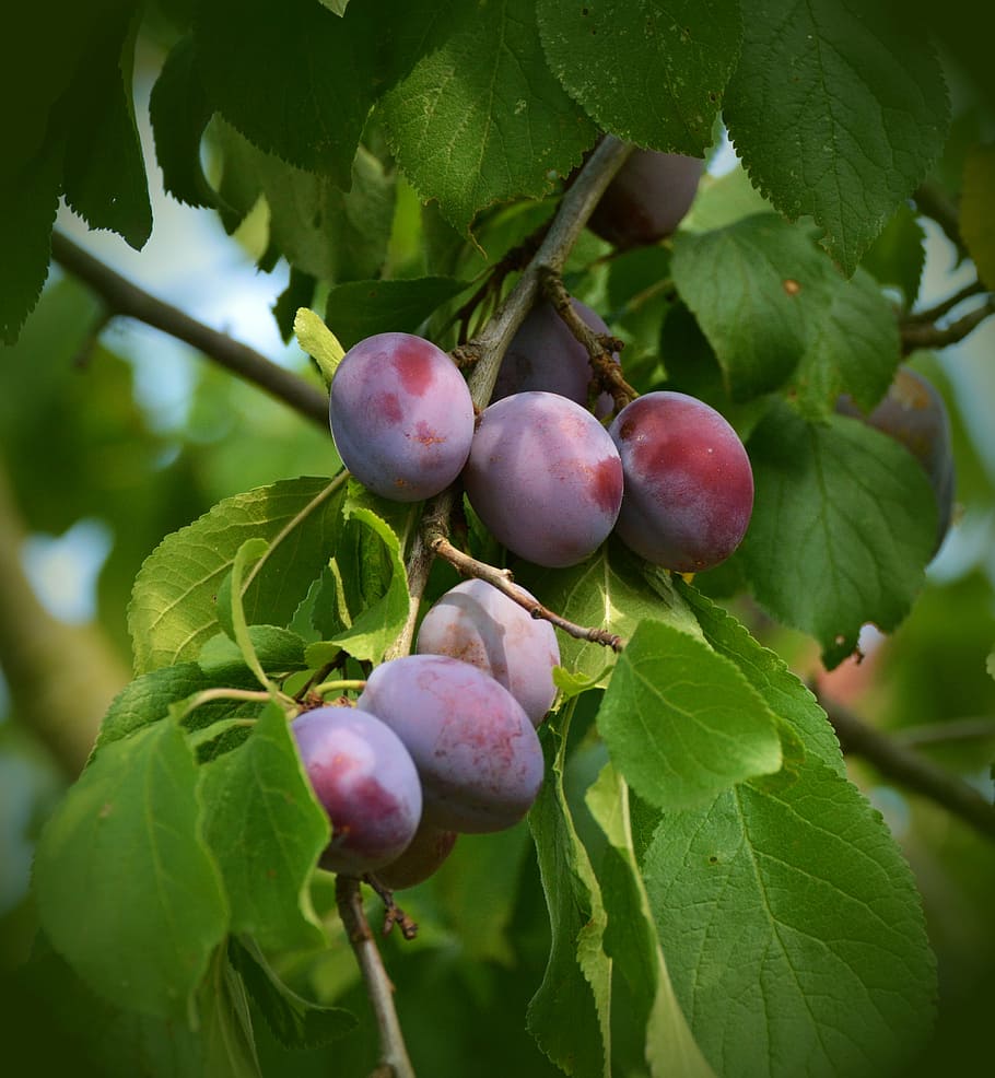 bundle of grape, plums, plum tree, fruit tree, branch, garden HD wallpaper