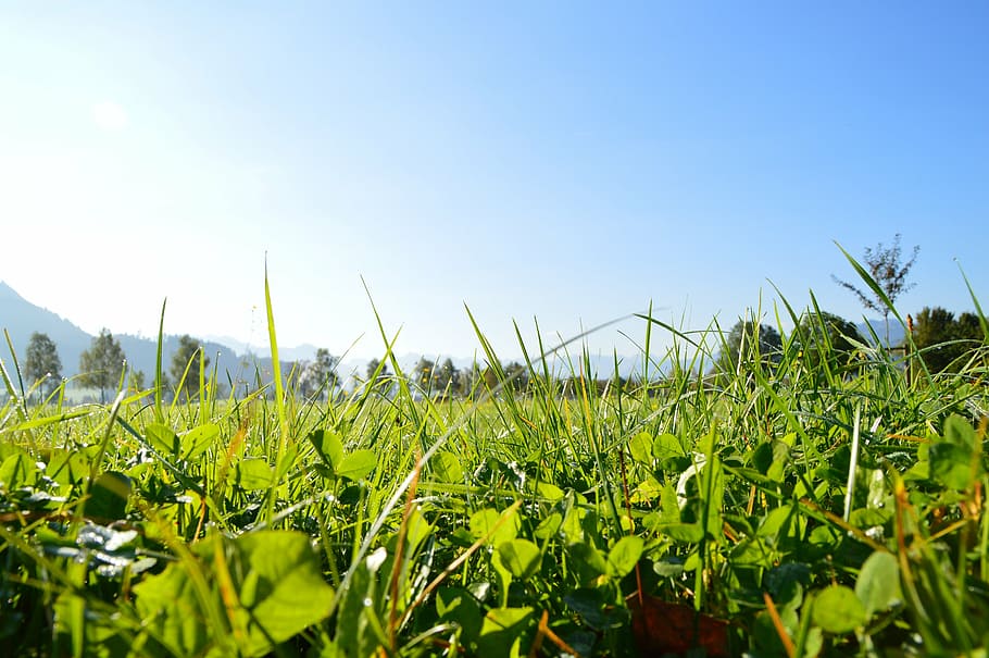 grass, sky, green, blue, landscape, field, plant, growth, nature HD wallpaper