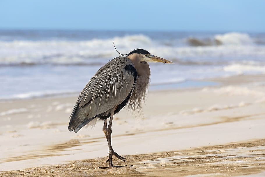 gray and black bird on seashore, ocean, sand, vacation, water, HD wallpaper