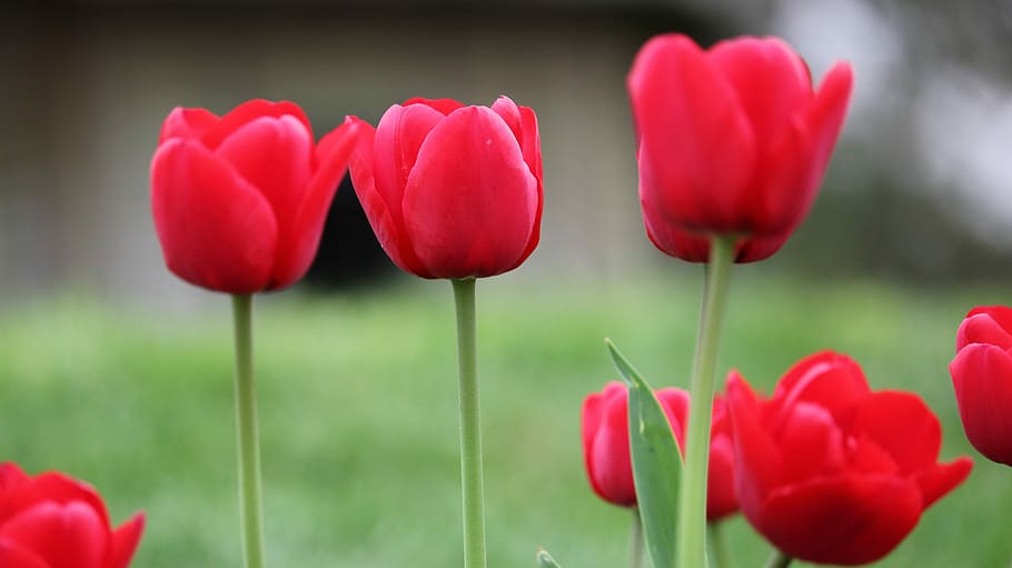 flower, nature, tulip, plant, love, color, flowering plant HD wallpaper