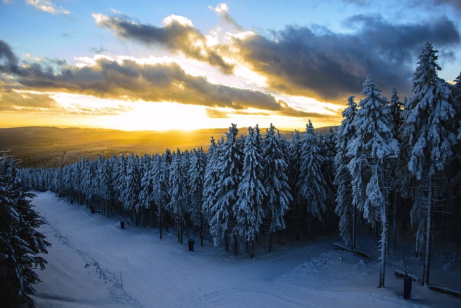 snow-covered tree lot under blue sky, sunset, light, sunbeam HD wallpaper