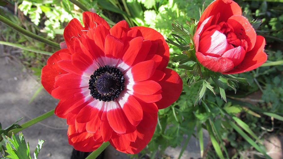 Spring, Bulb, red, flower, petal, nature, flower head, poppy HD wallpaper