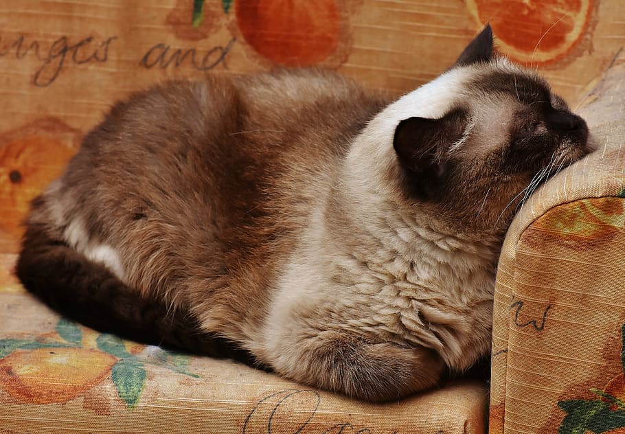 cat, british shorthair, thoroughbred, fur, brown, beige, blue eye, HD wallpaper